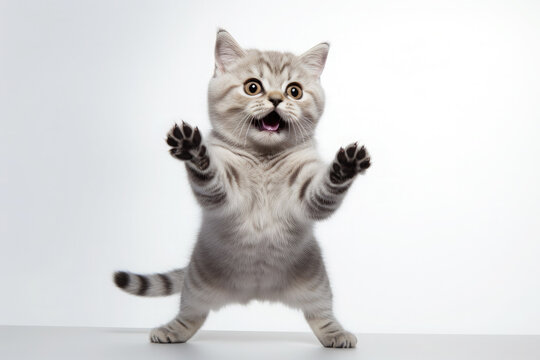 A gray tabby kitten stands with its paws up on a white background. Blank space for pet product placement or promotional text.