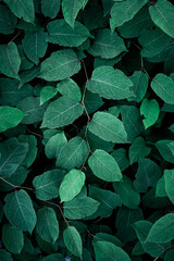 green japanese knotweed plant leaves in springtime, green background