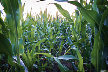 Many leaves of corn in the field close-up on the background of clouds. Selective focus