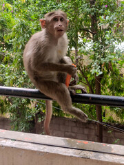A monkey perched on a railing, grasping a carrot in its hand, preparing for a snack.