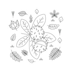 Chestnut, leaves. Hello autumn. Autumn season element, icon. Line art.