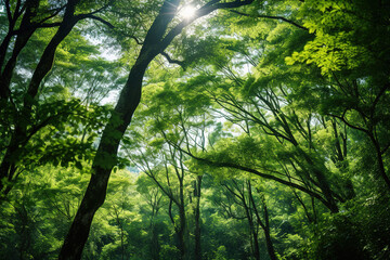 Obraz premium sun rays in forest.Generative Ai