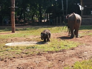elephant with baby in the zoo