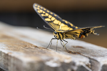 Butterfly Papilio machaon on a wooden surface