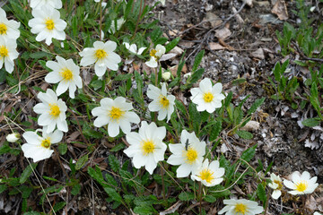 white spring flowers, Mountain Avens (Dryas Octopetala)