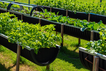 Raised bed gardens growing organic herbs and vegetables using recycled materials