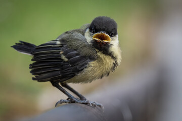 Cutest fluffy newborn baby bird during springtime