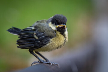 Obraz premium Cutest fluffy newborn baby bird during springtime