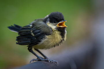 Cutest fluffy newborn baby bird during springtime