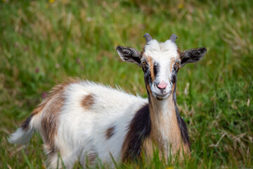 Cute newborn baby mountain goat goat during springtime in the mountains