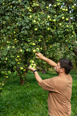 A man harvests ripe green apples