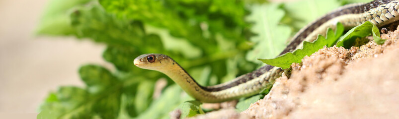 little snake in nature during summer
