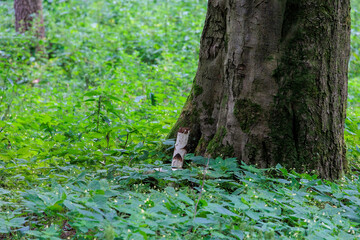 Cross hidden in green plants made of birch branches in forest at the foot of a beech tree