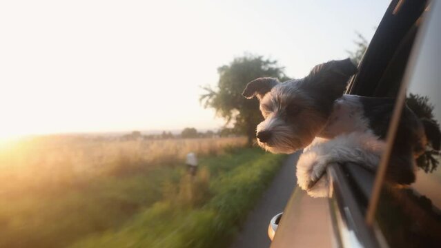 Happy lap dog looking out of car window. Cute terrier enjoying road trip at sunset. Real time in 4K resolution..