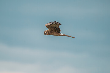 Harrier Or Circus Cyaneus Wild Bird Flies In Blue Sky. Adult Male Is Sometimes Nicknamed Grey Ghost. Young Ring-tail Harrier. Natural Sky Background.