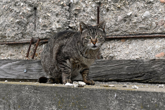 Feral cat , stray cat // Freig&auml;nger Hauskatze (Felis catus)