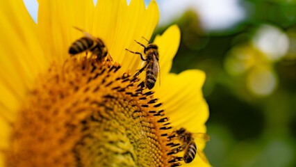 Pszczoły na słoneczniku
