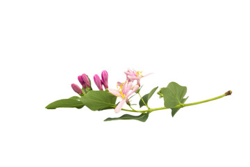 Flowers of Tatar honeysuckle, lat. Lonicera tatarica, isolated on white background. Close-up....