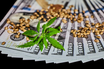 a green sprig of marijuana close-up lies on a fan of dollar bills with scattered hemp seeds, expensive raw materials, buy cannabis, price for marijuana, pay, use for relaxation and high, distribution