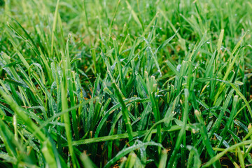 Close up of fresh thick grass with water drops in the early morning. Closeup of lush uncut green grass with drops of dew in soft morning light