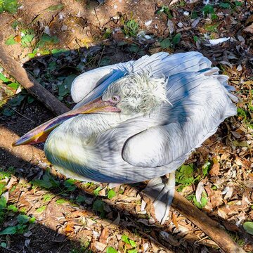 Dalmatian pelican - Pelecanus crispus