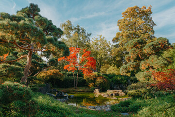 Obraz premium Beautiful Japanese Garden and red trees at autumn seson. A burst of fall color with pond reflections.