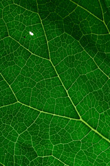 Green leaf texture closeup background, macro photo