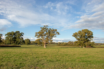Fototapeta na wymiar Oak trees in the meadow