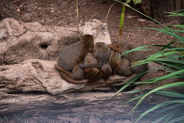 child mongooses sleep closely huddled together in nature in summer