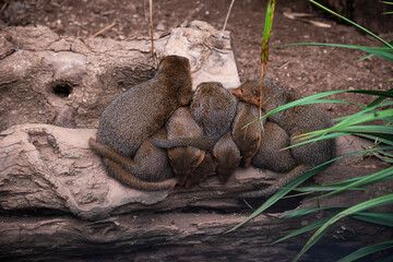 child mongooses sleep closely huddled together in nature in summer