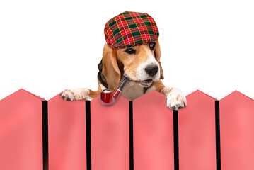 funny smart face of a beagle dog with a smoking pipe in his mouth watches with interest from behind...