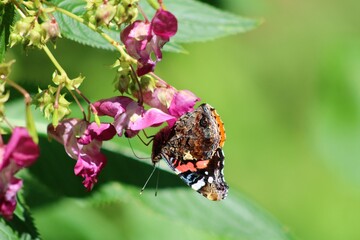 atalanta on a flower