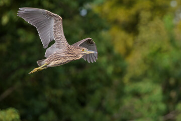 Black-crowned night-heron (Nycticorax nycticorax)