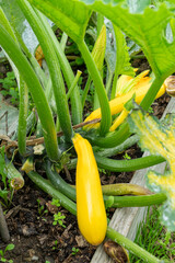 A healthy zucchini or courgette plant is growing in a kitchen garden.