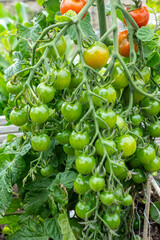Closeup of a big bunch of young green unripe tomatoes growing in a kitchen garden. Green tomatoes on plant. Organic farming. Agriculture concept.