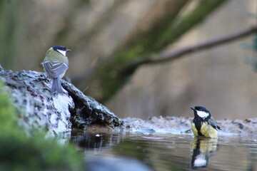 Great tit  taking a bath