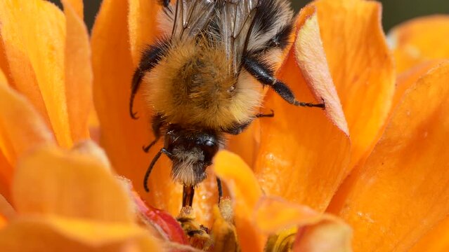 Insects, macro. A bumblebee smeared with pollen feeds sitting on a zinnia flower on a sunny summer day. Siberia. 