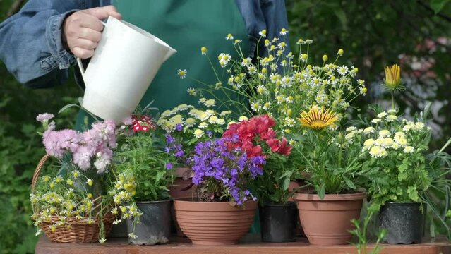 Gardener watering potted flowers. To plant flowers and spray flowers with a spray bottle. Horticulture, gardening and farming concept. Sprays water on flowerpots in the garden, florist working, takes 