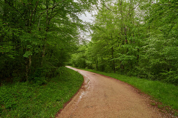 Fototapeta na wymiar Dirt road through lush green forest on cloudy day