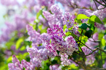 Obraz premium Pink lilac blooms in the Botanical garden 