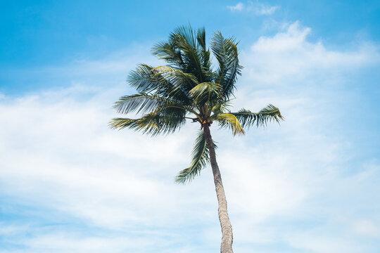 palm tree leaves with blue sky at background