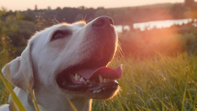 Labrador on green grass during sunset