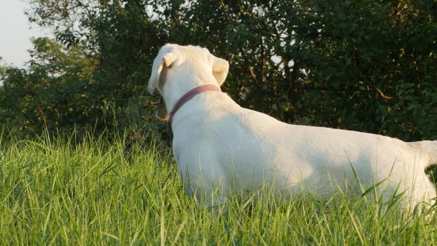 Labrador on green grass during sunset