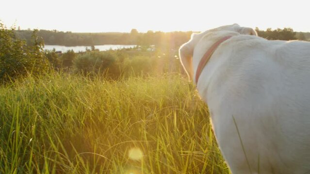 Labrador on green grass during sunset