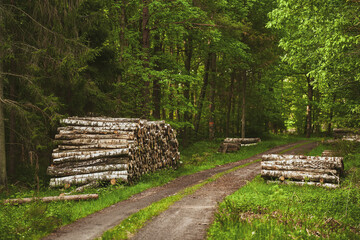 Wooden logs of pine wood in the forest, stacked in a pile. Freshly chopped tree logs are stacked up on top of each other in a pile.