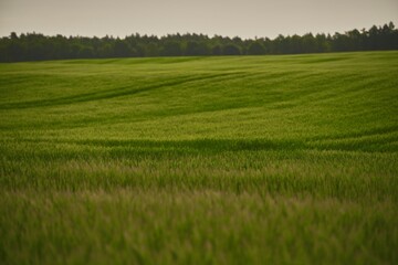 Embracing the Vibrant Green Landscape of a Rural Grass Field. Landscape with green grass field. Pleasant landscape in the rural area.