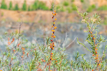 Sea Buckthorn Bushes with Ripe Juicy Berries on the Background of a Stone Quarry