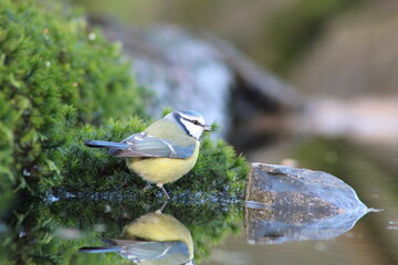 blue tit by the water