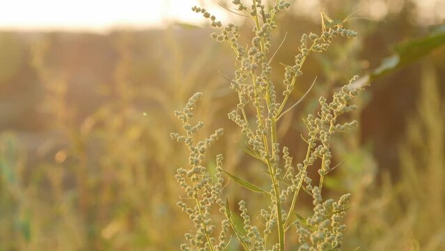 A ragweed flower branch in a field during sunset.
