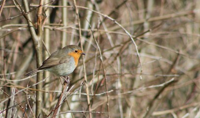 Robin on a branch
